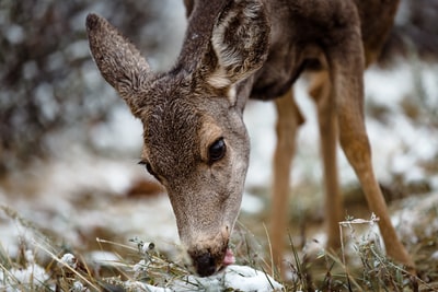 Deer shallow focal photo
